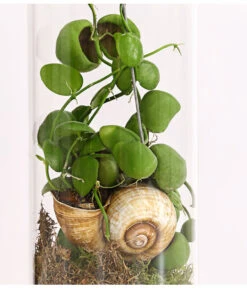 Schneckenhauspflanze Im Glas - Dischidia Pectinoides 'Snaily' -Compo Verkaufsgeschäft 7977796 PR DE 001 SnailyDischidiaPectenoidesSchneckenhauspflanzeImAcrylglasDehnerExpressHerzig