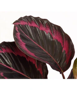Korbmarante - Calathea 'Dottie' -Compo Verkaufsgeschäft 7977879 PR DE 001 CalatheaDotiKorbmarantheT14StreckeDehnerExpressHerzig