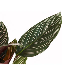 Korbmarante - Calathea Ornata -Compo Verkaufsgeschäft 7977887 PR DE 001 CalatheaOrnataKorbmarantheT14StreckeDehnerExpressHerzig