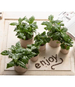 Kaffeepflanze - Coffea Arabica -Compo Verkaufsgeschäft 7977911 WE MO 001 CoffeaArabicaT5 5 GC14 2022