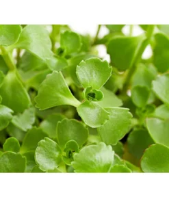 Fetthennen-Set, Verschiedene Sorten, 8-teilig -Compo Verkaufsgeschäft 7977960 PR DE 002 SedumFetthenne8erSetT11DehnerExpressHerzig