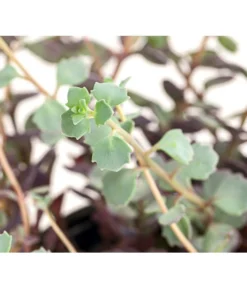 Fetthennen-Set, Verschiedene Sorten, 8-teilig -Compo Verkaufsgeschäft 7977960 PR DE 004 SedumFetthenne8erSetT11DehnerExpressHerzig