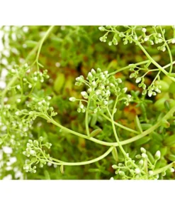 Fetthennen-Set, Verschiedene Sorten, 8-teilig -Compo Verkaufsgeschäft 7977960 PR DE 005 SedumFetthenne8erSetT11DehnerExpressHerzig