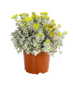 Fetthennen-Set, Verschiedene Sorten, 8-teilig -Compo Verkaufsgeschäft 7977960 PR FS 003 SedumFetthenne8erSetT11DehnerExpressHerzig