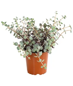 Fetthennen-Set, Verschiedene Sorten, 8-teilig -Compo Verkaufsgeschäft 7977960 PR FS 004 SedumFetthenne8erSetT11DehnerExpressHerzig