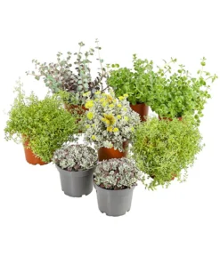 Fetthennen-Set, Verschiedene Sorten, 8-teilig