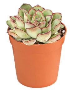 Echeverien-Set - Echeveria, Verschiedene Sorten -Compo Verkaufsgeschäft 7978117 PR FS 005 EcheverieSukkulenten6erSetT6DehnerExpressHerzig
