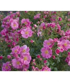 Bodendeckerrose 'Bienenweide®', Rosa