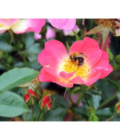 Bodendeckerrose 'Bienenweide® Bicolor'