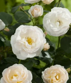 Beetrose 'Martin Luther Rose®' -Compo Verkaufsgeschäft 7978232 PR DE 001 RoseMartinLutherTantau