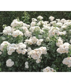 Beetrose 'Martin Luther Rose®' -Compo Verkaufsgeschäft 7978232 PR DE 004 RoseMartinLutherTantau