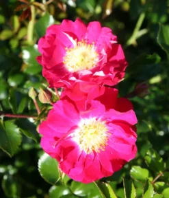 Bodendeckerrose 'Lipstick®' -Compo Verkaufsgeschäft 7978356 PR DE 003 RoseLipstickTantau