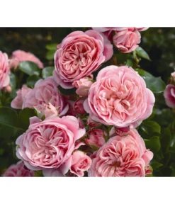 Beetrose 'Bailando®'