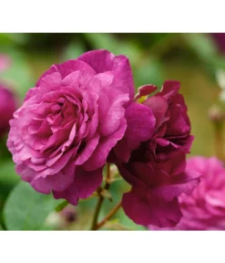 Beetrose 'Kaffe Fassett®' -Compo Verkaufsgeschäft 7988181 PR DE 001 EdelroseKaffeFassettTantau