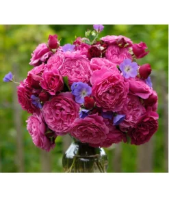 Beetrose 'Kaffe Fassett®'