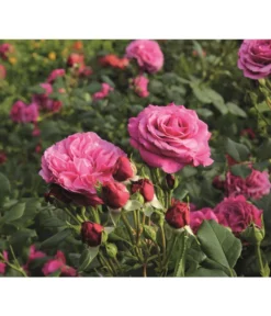 Beetrose 'Kaffe Fassett®' -Compo Verkaufsgeschäft 7988181 PR DE 006 EdelroseKaffeFassettTantau