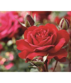 Edelrose 'Störtebeker®'