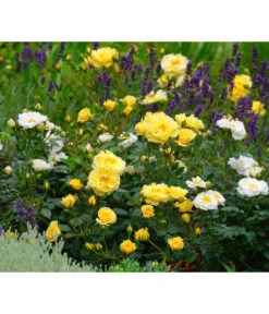 Beetrose 'Bienenweide®', Gelb -Compo Verkaufsgeschäft 7988470 PR DE 003 RoseBienenweideGelbTantau