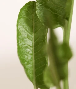 Meerrettich -Compo Verkaufsgeschäft 8001000 WE DE 003 Meerrettich DehnerExpressZS