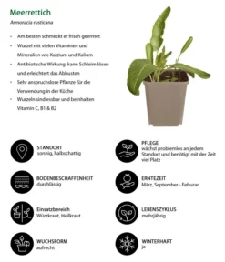 Meerrettich -Compo Verkaufsgeschäft 8001000 WE IG 001 Meerrettich