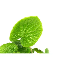 Wasabi -Compo Verkaufsgeschäft 8001513 WE DE 001 WasabiT9