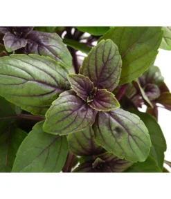 Dehner Gourmet Garten Strauchbasilikum 'Magic Blue' -Compo Verkaufsgeschäft 8001869 WE DE 001 GourmetGartenBasilikumMagicBlue