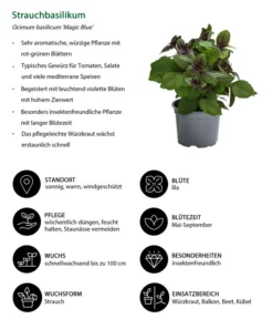 Dehner Gourmet Garten Strauchbasilikum 'Magic Blue' -Compo Verkaufsgeschäft 8001869 WE IG 001 Strauchbasilikum