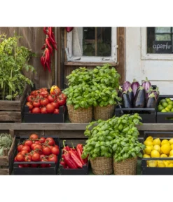 Tomate 'Previa' -Compo Verkaufsgeschäft 8002578 WE MO 001 BellaItaliaTomatePaprikaBasilikum2021GC04 1