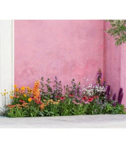 Zwergzinnie, Verschiedene Sorten -Compo Verkaufsgeschäft 8003071 WE MO 001 AchilleaT19 NaturGarten Sommerstory 2023 04