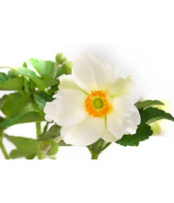 Herbst-Anemone, Verschiedene Sorten -Compo Verkaufsgeschäft 8004137 WE DE 001 JapanischeAnemone