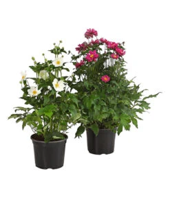 Herbst-Anemone, Verschiedene Sorten