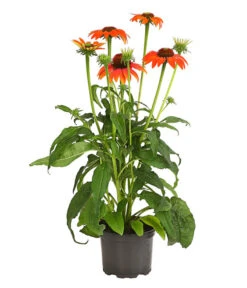 Garten-Scheinsonnenhut 'Cheyenne Spirit' -Compo Verkaufsgeschäft 8005514 PR FS 002 EchinaceaCheyenneSpiritSonnenhutT13DehnerExpressHerzig