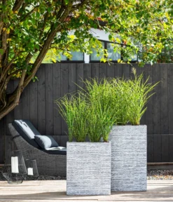 Stachelschweingras 'Strictus' -Compo Verkaufsgeschäft 8006744 WE MO 001 MiscanthusStrictus BestOFGraeser2022