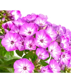Stauden-Phlox, Verschiedene Sorten -Compo Verkaufsgeschäft 8008153 WE DE 001 FlammenblumePhloxPaniculataPurpleEyeFlame4LDehnerExpressHerzig