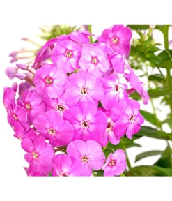 Stauden-Phlox, Verschiedene Sorten -Compo Verkaufsgeschäft 8008153 WE DE 002 FlammenblumePhloxPaniculataPurpleEyeFlame4LDehnerExpressHerzig