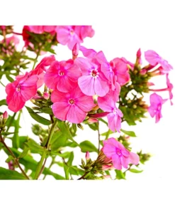 Stauden-Phlox, Verschiedene Sorten -Compo Verkaufsgeschäft 8008153 WE DE 004 FlammenblumePhloxPaniculataPurpleEyeFlame4LDehnerExpressHerzig