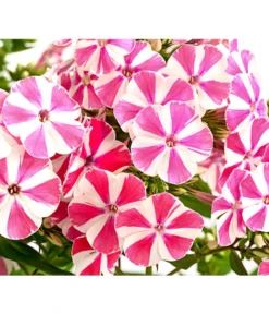 Stauden-Phlox, Verschiedene Sorten