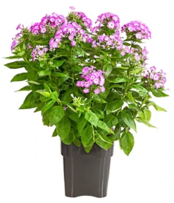 Stauden-Phlox, Verschiedene Sorten -Compo Verkaufsgeschäft 8008153 WE FS 001 FlammenblumePhloxPaniculataPurpleEyeFlame4LDehnerExpressHerzig