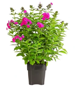 Stauden-Phlox, Verschiedene Sorten -Compo Verkaufsgeschäft 8008153 WE FS 003 FlammenblumePhloxPaniculataPurpleEyeFlame4LDehnerExpressHerzig