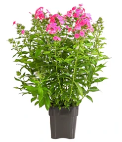 Stauden-Phlox, Verschiedene Sorten -Compo Verkaufsgeschäft 8008153 WE FS 004 FlammenblumePhloxPaniculataPurpleEyeFlame4LDehnerExpressHerzig