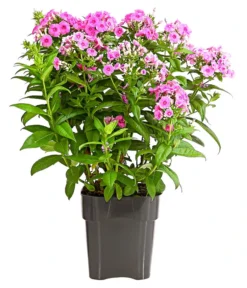 Stauden-Phlox, Verschiedene Sorten -Compo Verkaufsgeschäft 8008153 WE FS 005 FlammenblumePhloxPaniculataPurpleEyeFlame4LDehnerExpressHerzig