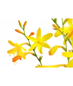 Montbretie, Verschiedene Farben -Compo Verkaufsgeschäft 8010431 PR DE 001 CrocosimaMontbretieGelbDehnerExpressHerzig