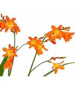 Montbretie, Verschiedene Farben -Compo Verkaufsgeschäft 8010431 PR DE 001 CrocosmiaHybrideMontbretieT19DehnerExpressHerzig