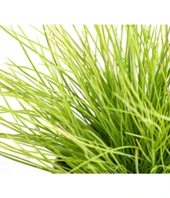 Goldschwingel 'Amigold' -Compo Verkaufsgeschäft 8010951 WE DE 001 BlauschwingelFestucaGoldenToupeT11DehnerExpressHerzig