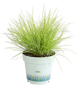 Goldschwingel 'Amigold'