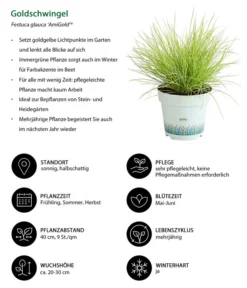 Gräser-Set Gartengräser, 4-teilig -Compo Verkaufsgeschäft 8010951 WE IG 001 Goldschwingel