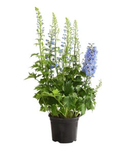 Rittersporn, Verschiedene Farben -Compo Verkaufsgeschäft 8011413 WE FS 002 DelphiniumHybridenBlauRitterspornT19