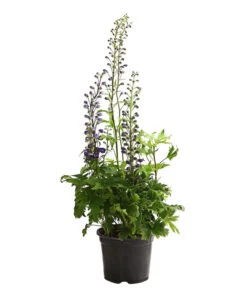 Rittersporn, Verschiedene Farben -Compo Verkaufsgeschäft 8011413 WE FS 003 DelphiniumHybridenBlauRitterspornT19