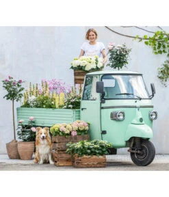 Hortensie - Hydrangea Macrophylla -Compo Verkaufsgeschäft 8011413 WE MO 001 DelphiniumRomantikGarten