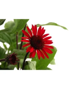 Sonnenhut -Compo Verkaufsgeschäft 8012619 WE DE 001 RoterSonnenhutEchinaceaPurpureaT19